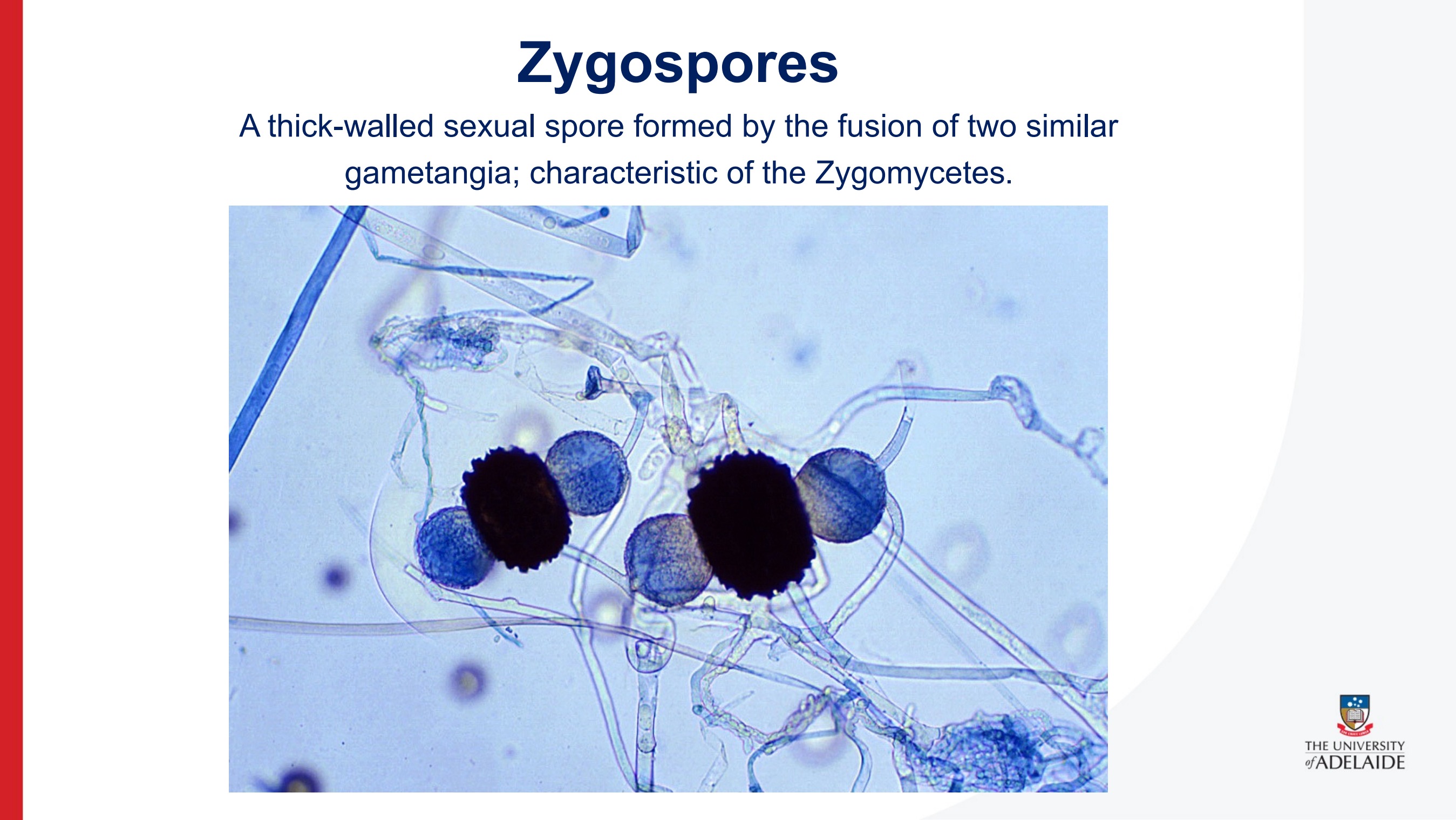 Phenotypic Identification of Zygomycetes by David Ellis - Flip eBook Pages  1-27 | AnyFlip, image size:2698x1520