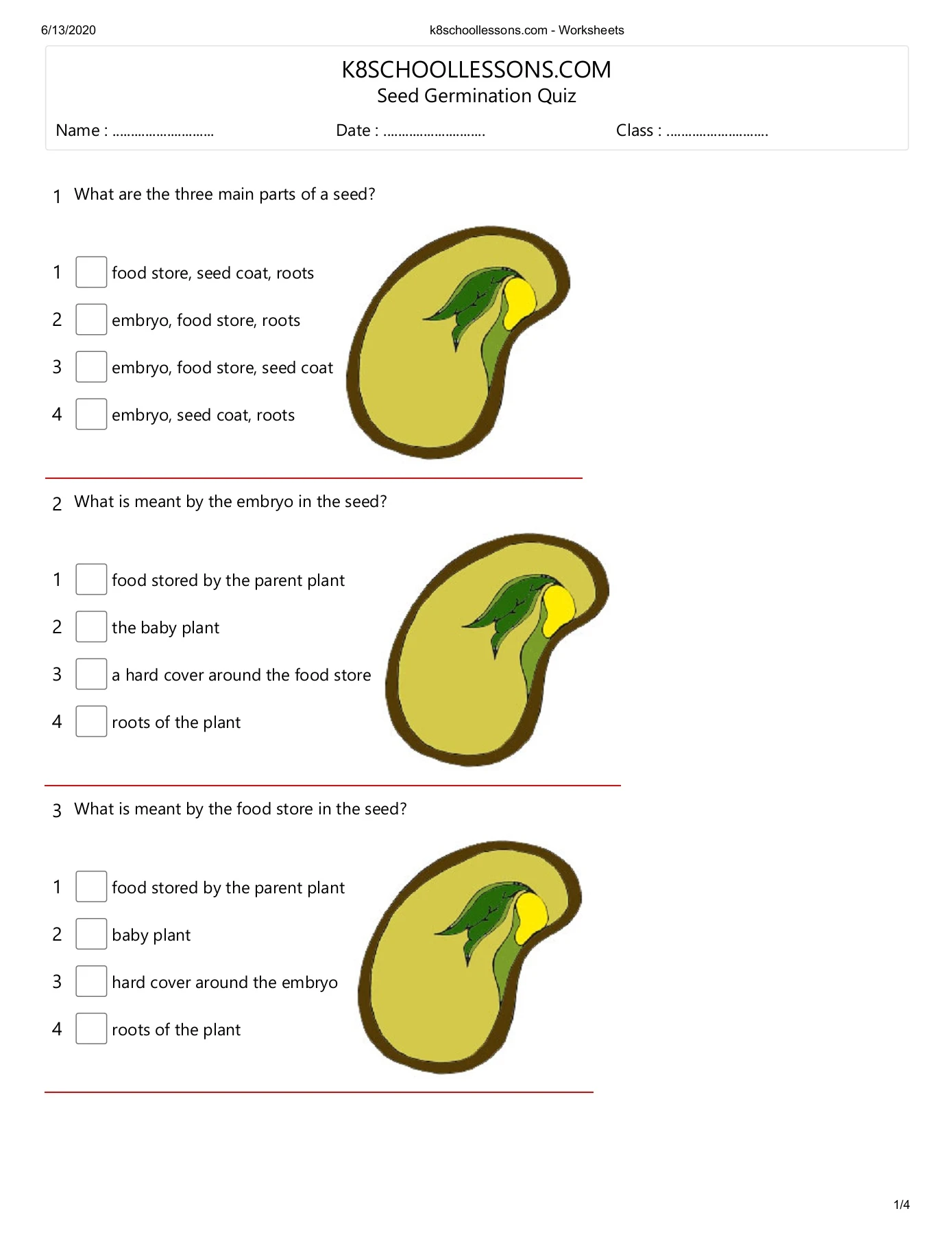 Seed Germination For Kids Worksheet