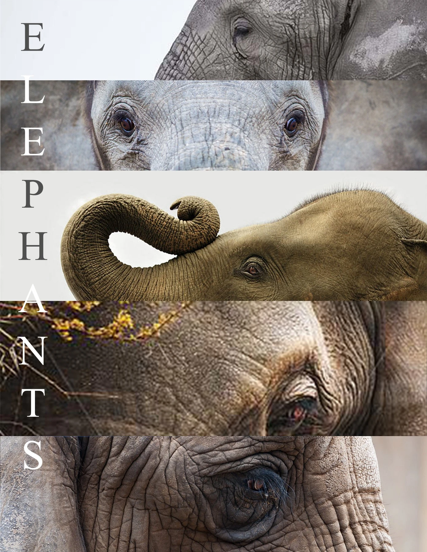 Elephants Book