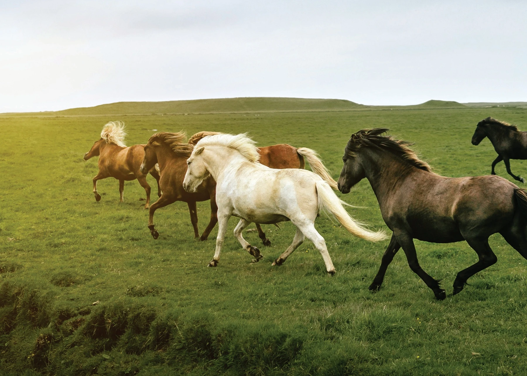 Know Your Horses