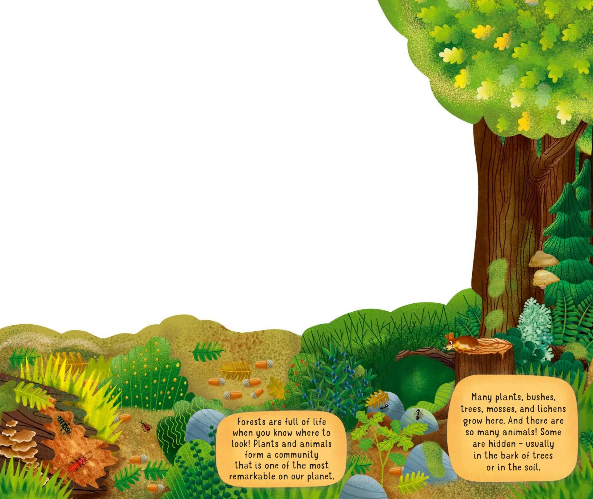 Exploring the Fascinating World of the Forest