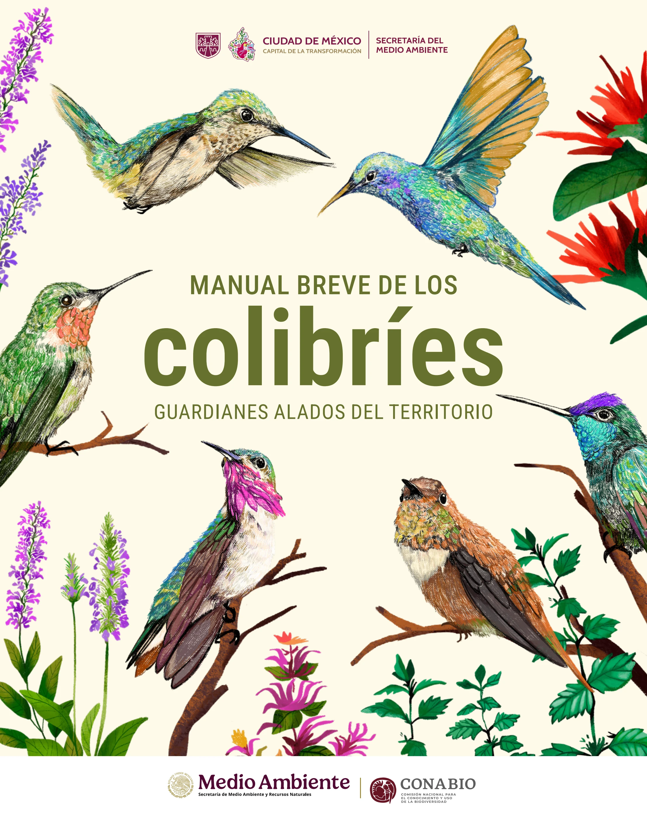 Sedema_Manual colibrís - Flip eBook Pages 51-76 | AnyFlip, image size:2214x2800