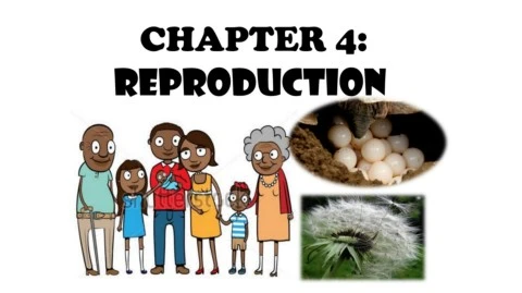 FORM 1 SCIENCE - CHAPTER 4 : REPRODUCTION
