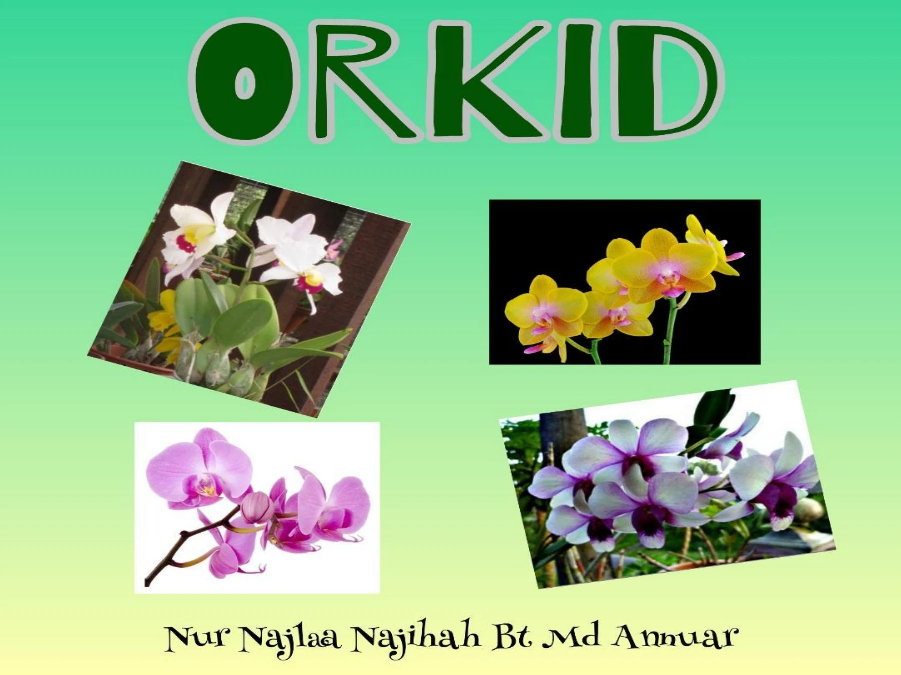 BUNGA ORKID