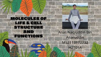 Assignment Bio Anas Naqiuddin - m-8366306 Flip PDF | AnyFlip