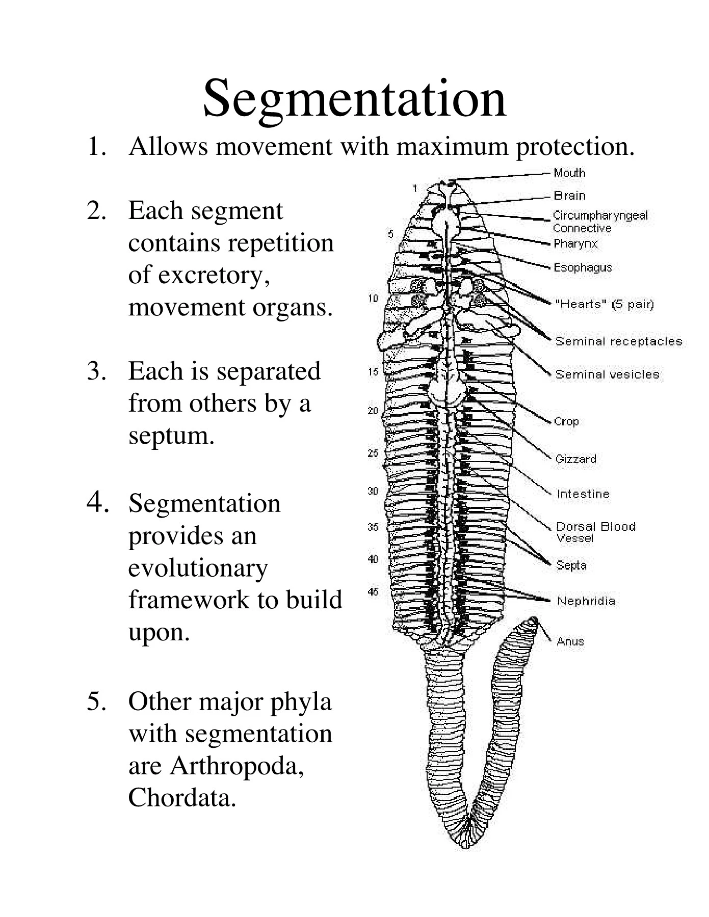 Segmented Worm Microscope Segmented Worm 7 Letters