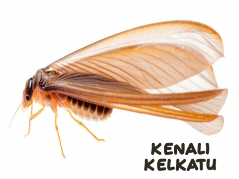 Kellu Insect Kenali Kelkatu