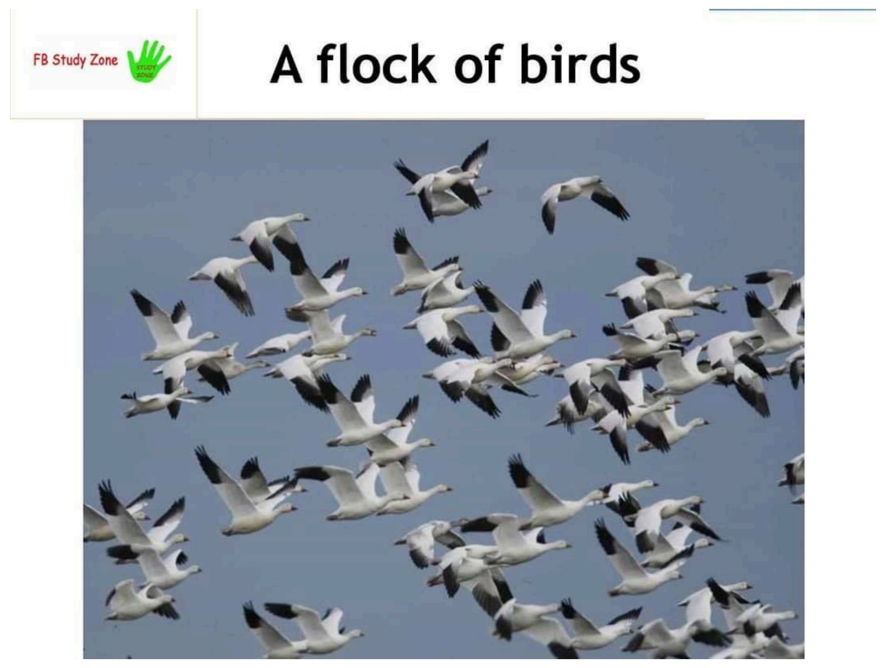 Collective Nouns Archives - Page 2 of 3 - English Study Here, image size:1800x1357