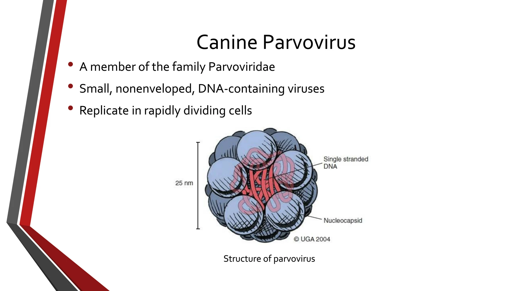 Canine Parvovirus Type 2 (CPV-2) and Canine Parvoviral Enteritis