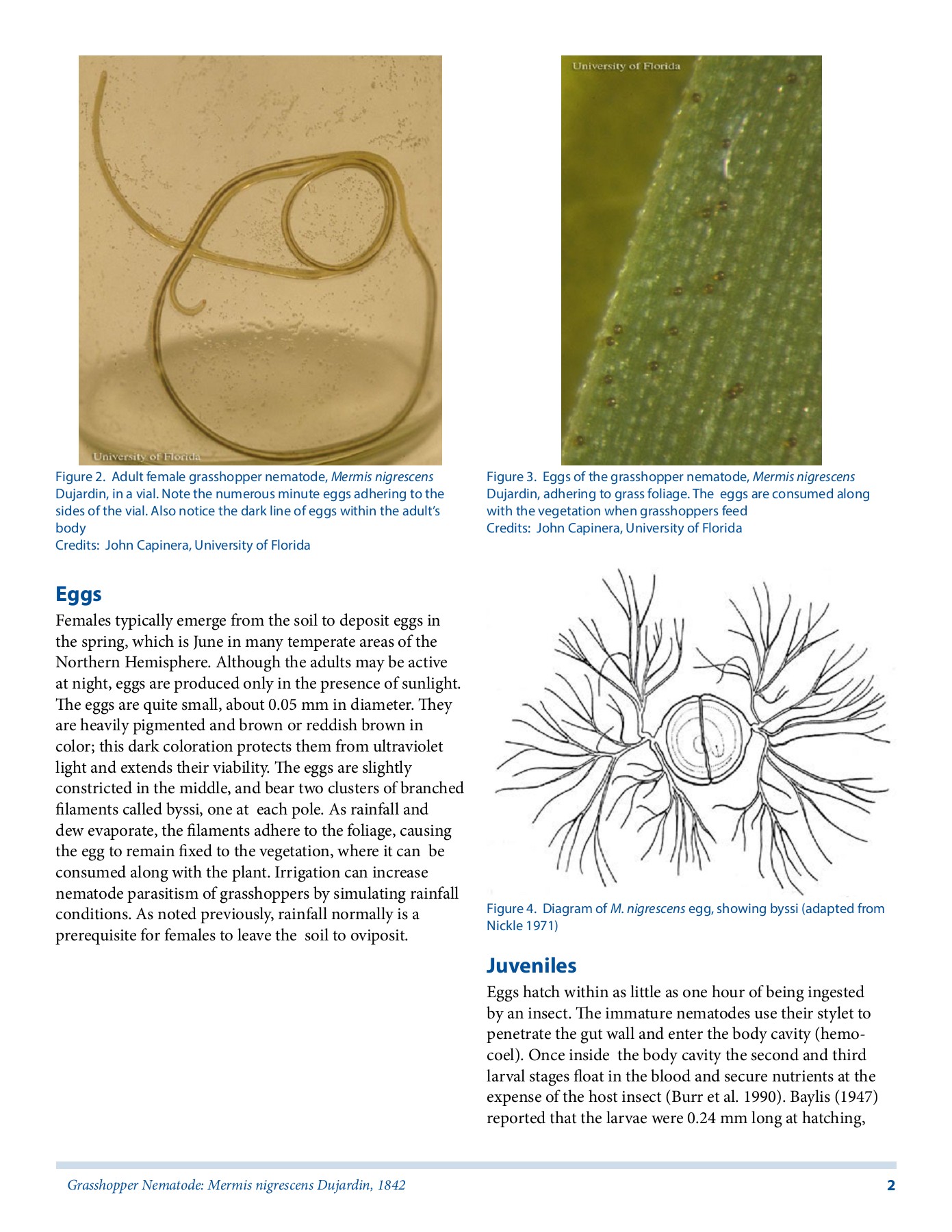 Grasshopper Nematode: Mermis nigrescens Dujardin, 1842 - Flip eBook Pages  1-5 | AnyFlip, image size:1391x1800