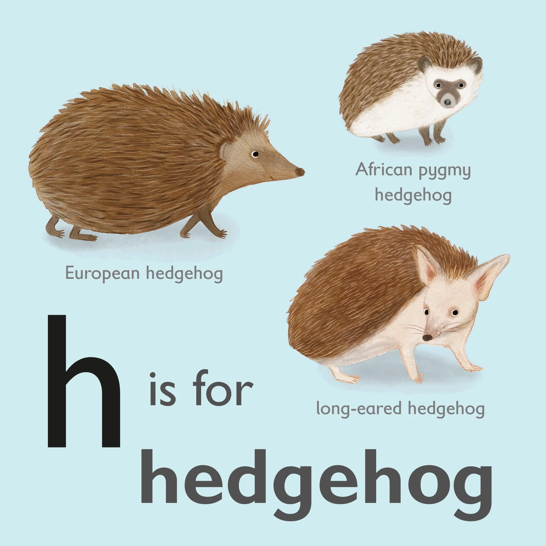 H is for hedgehog