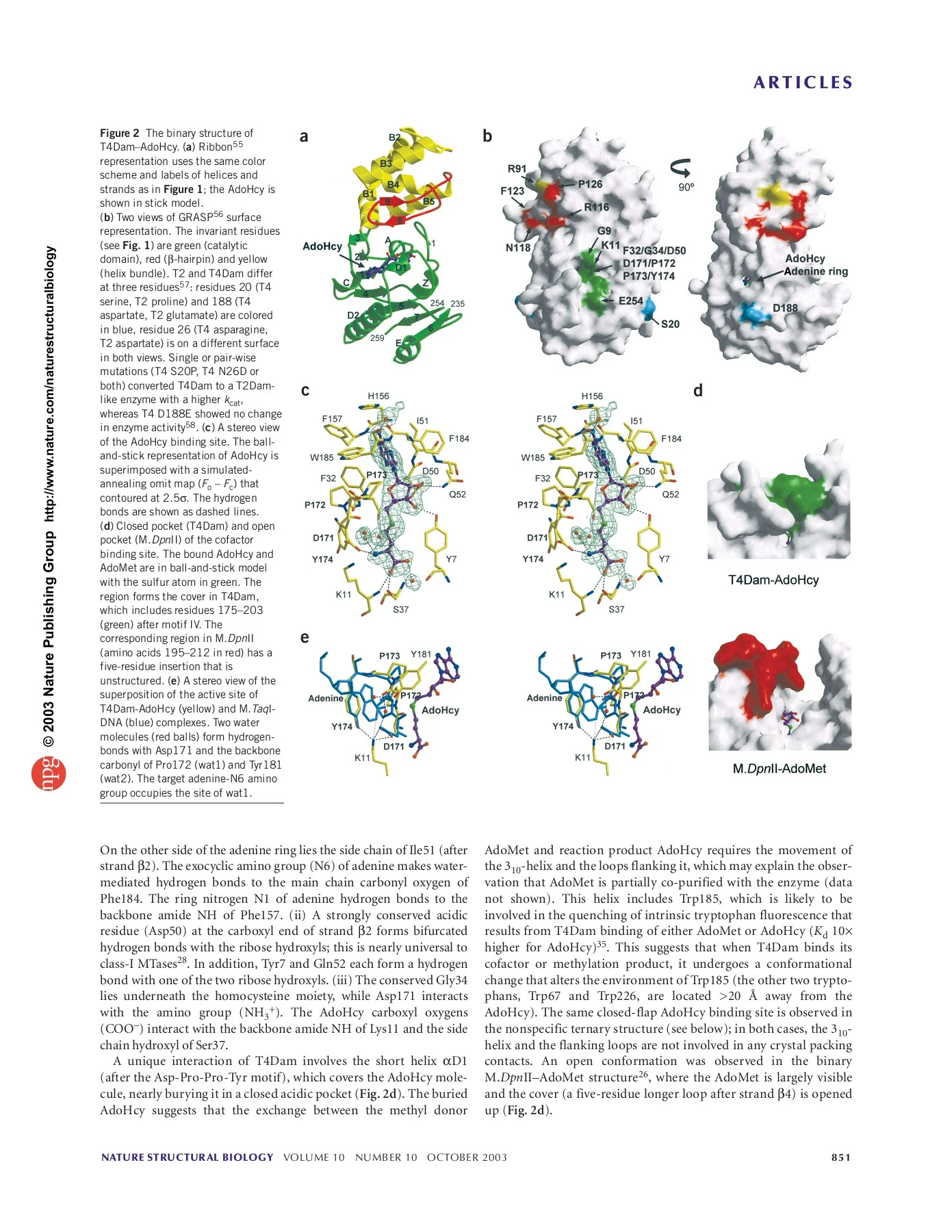 Structure of the bacteriophage T4 DNA adenine http://www ...