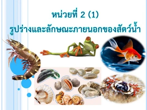 Lesson 2.1 - External Anatomy of Fish