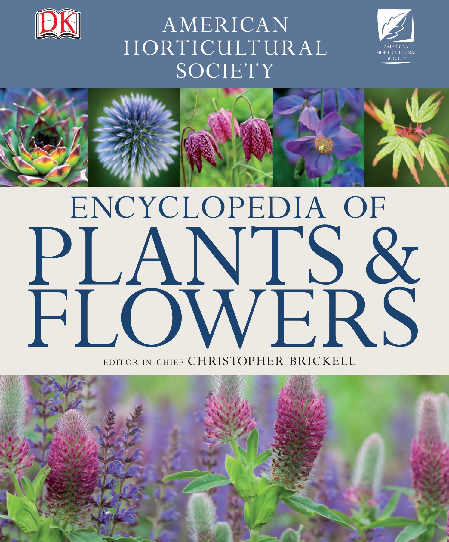 Dyckia 'Silver Bear'&'Dancing Bear'セット Dyckia 'Silver Bear'&'Dancing Bear'セット ディッキア Dyckia