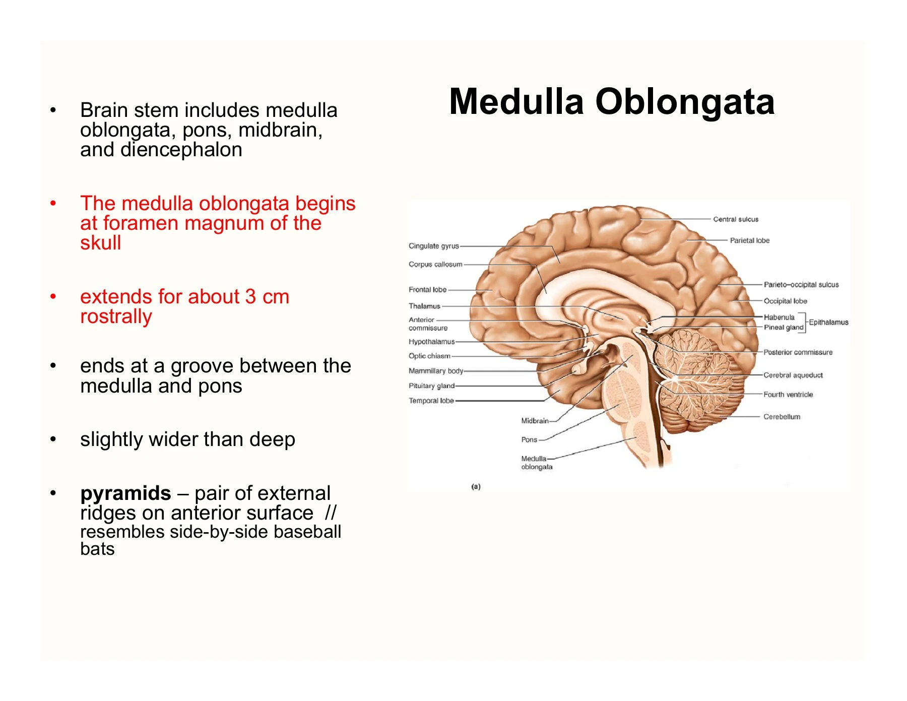 Mdullah Medulla Function Gcse