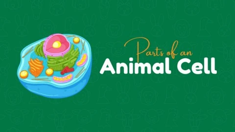 Part Of Animal Cell