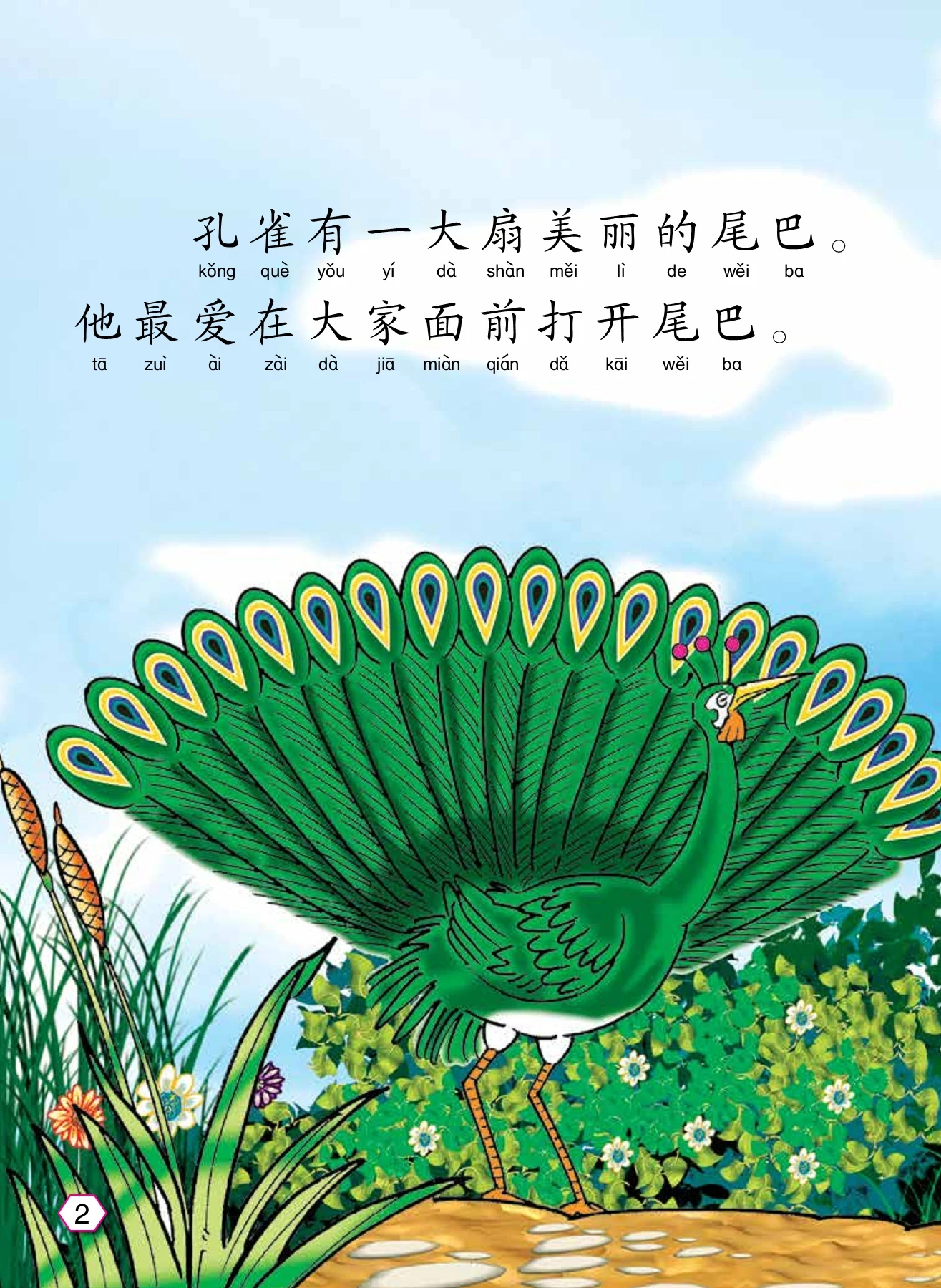 骄傲的孔雀