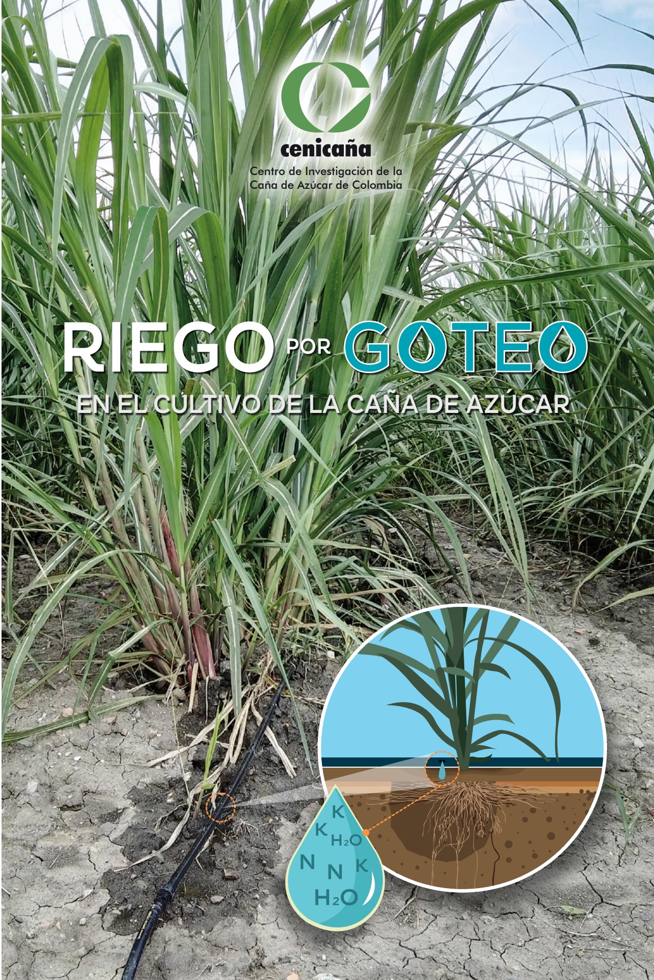 Manual Agroecológico de Verduras | PDF | Vegetales | Espinacas, image size:1282x1920