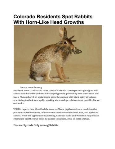 Colorado Residents Spot Rabbits With Horn-Like Head Growths