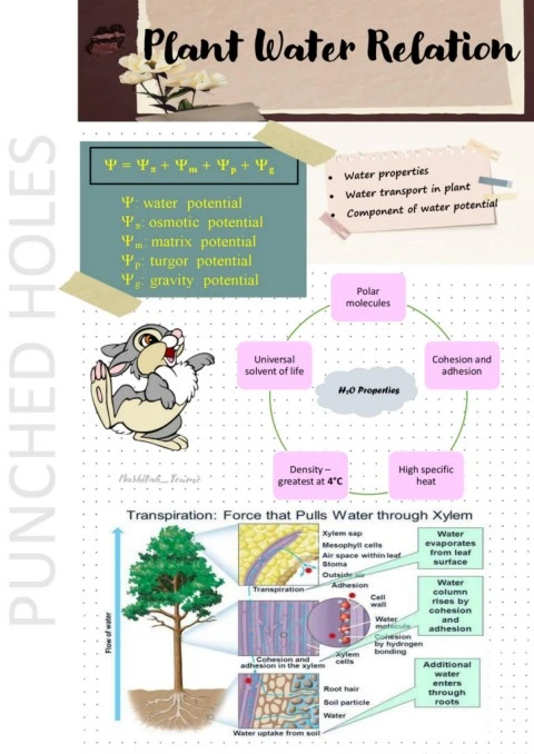 Plant Water Relation - Flip eBook Pages 1-6 | AnyFlip