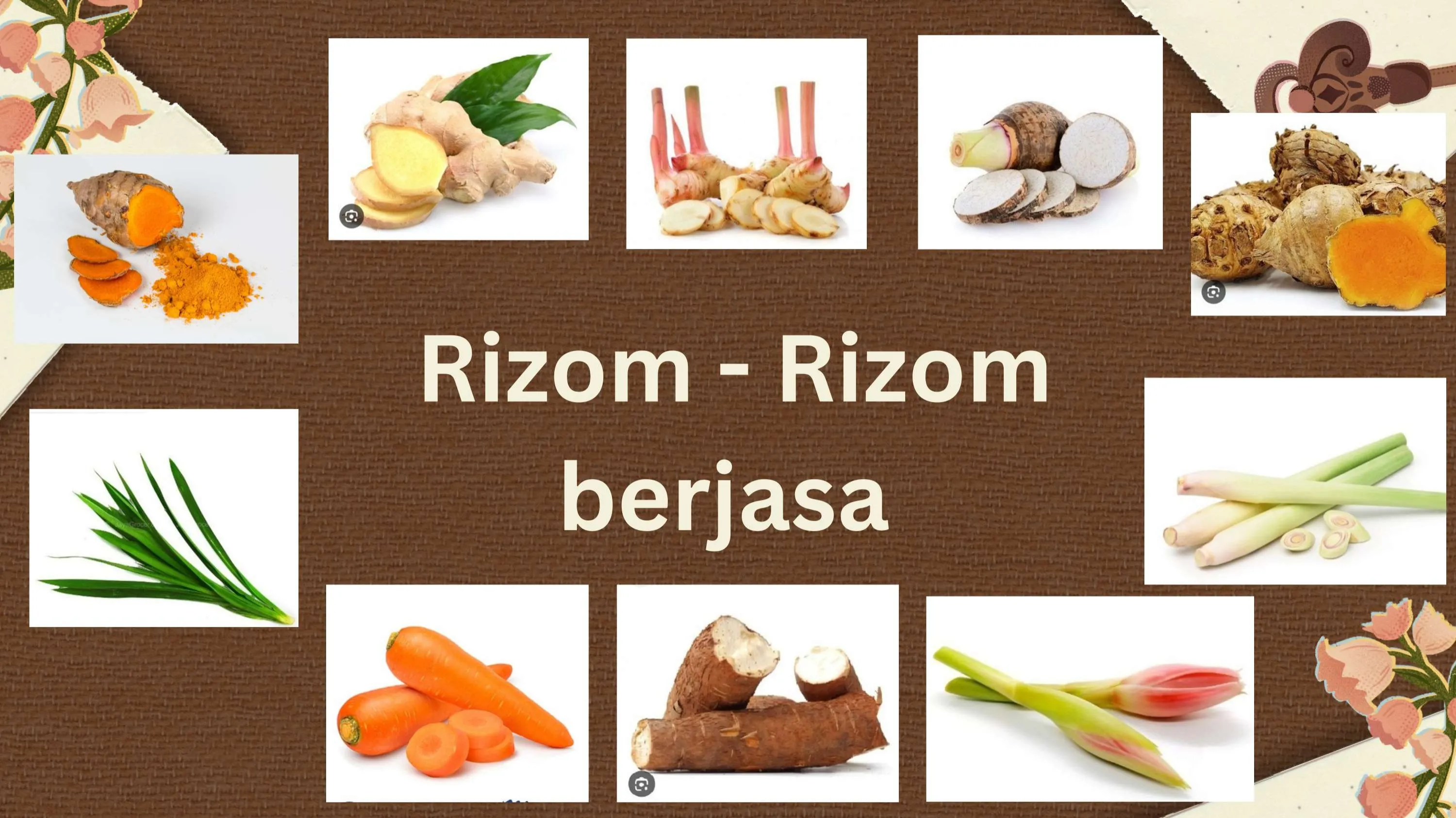 rizom - rizom berjasa